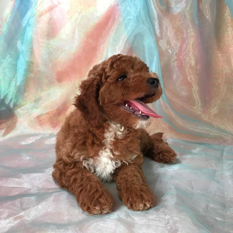 Dark Red Mini Goldendoodle Breeders-Male Born June 5th 2017